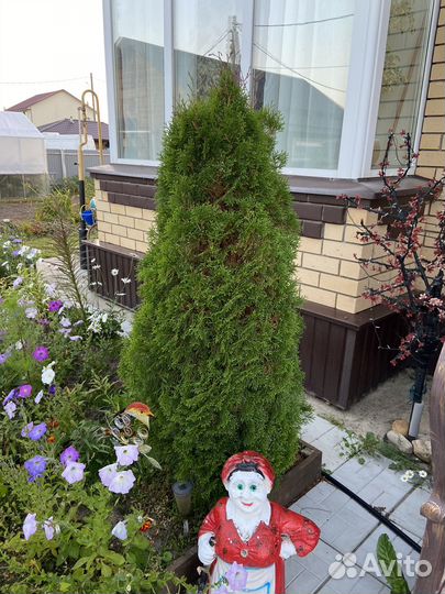 Туя смарагд