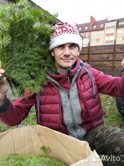 Веники Премиум класса - Дубвые Пихтовые Берёзка Тр
