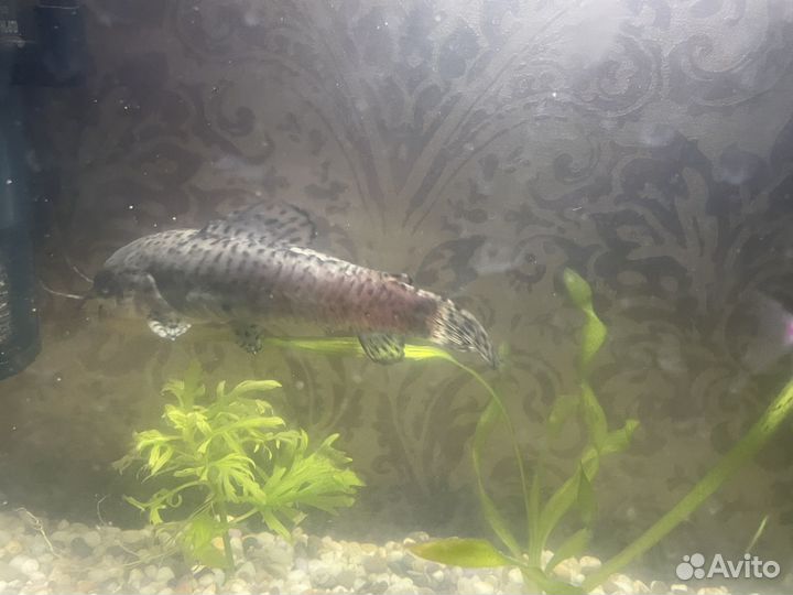 Рыба сом 15 см