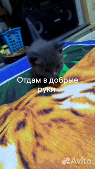 Кошка