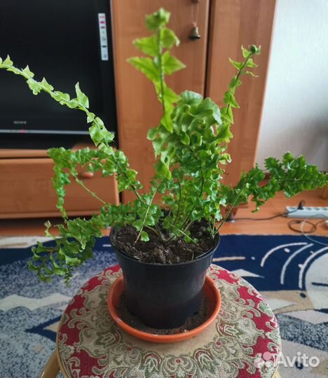 Папоротник кудрявый