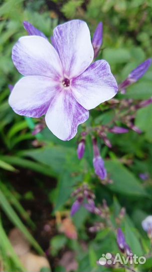 Флоксы сортовые