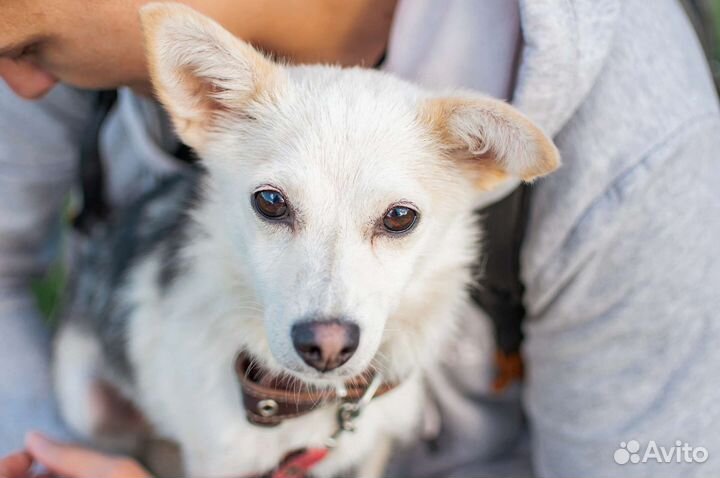 Собака маленькая из приюта в добрые руки