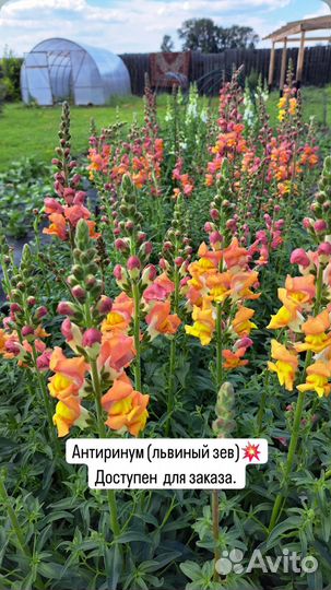 Цветы садовые букеты