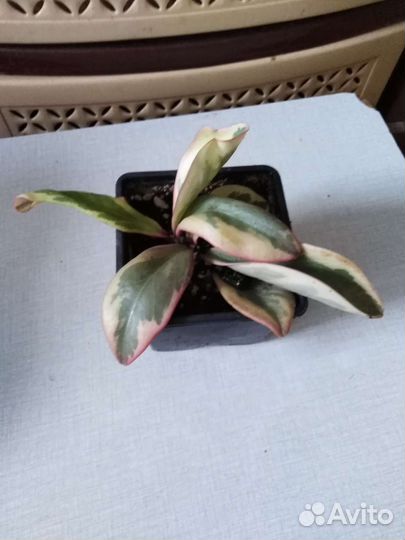 Комнатные цветы и их отростки