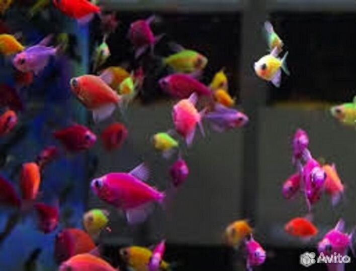 Ферма аквариумных рыбок sebo