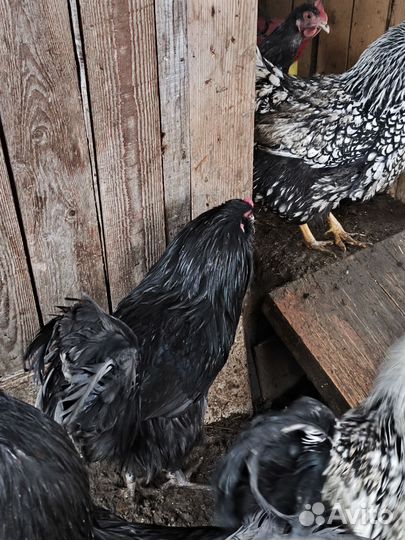 Молодые петухи