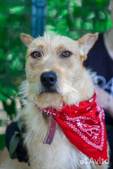 Бородатик спаси из приюта