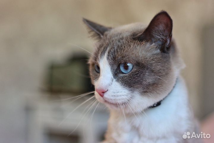 Кот