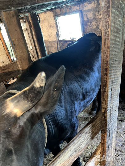 Корова дойная