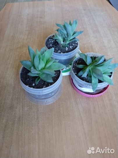 Кактусы и суккуленты