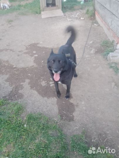 Собака в добрые руки отдам бесплатно
