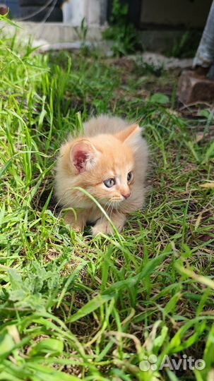 Отдам в добрые руки котёнка мальчика
