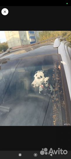 Далматинец