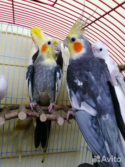 Птенцы попугайчиков корелла