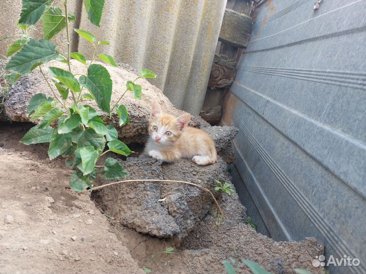 Котята мальчик и девочка