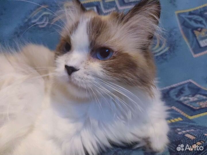Кошка Сонечка