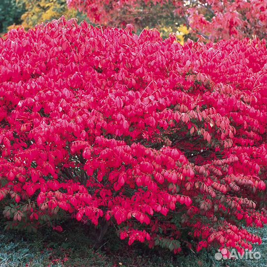 Бересклет европейский Ред Каскад-Red Cascade