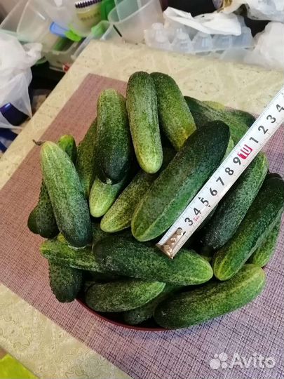 Огурцы домашние свежие