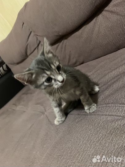 Котята в добрые руки бесплатно