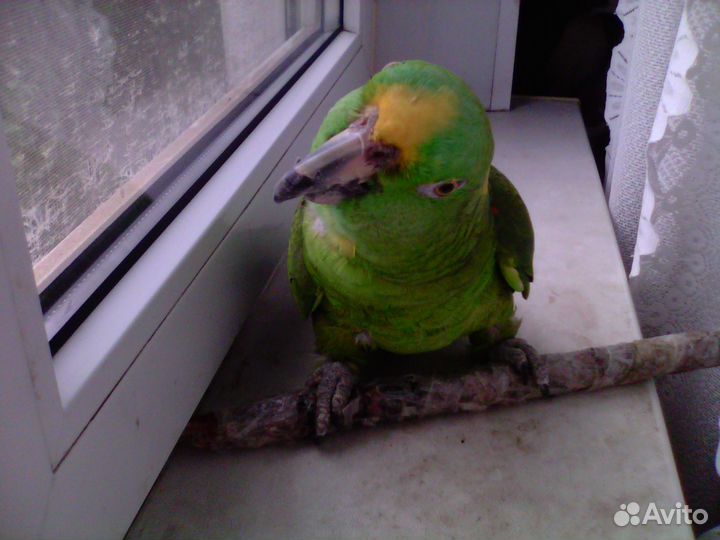 Попугай амазон