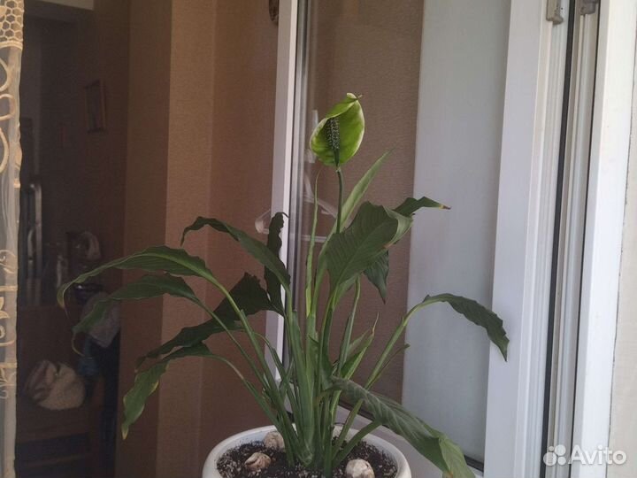 Спатифиллум большой -женское счастье