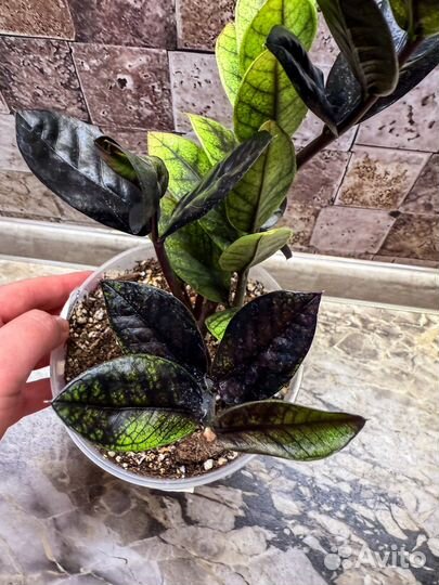 Замиокулькас эмеральд