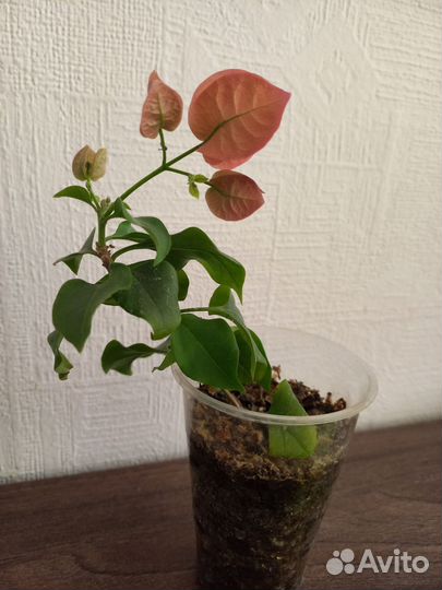 Бугенвиллия черенки