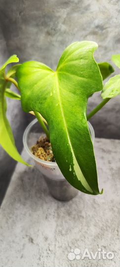 Филодендроны разные