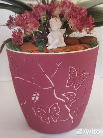 Декоративная орхидея персикового цвета