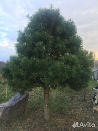 Деревья сосны. Лиственница,ели. И др. крупномеры