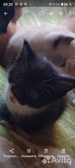 Котята в добрые руки