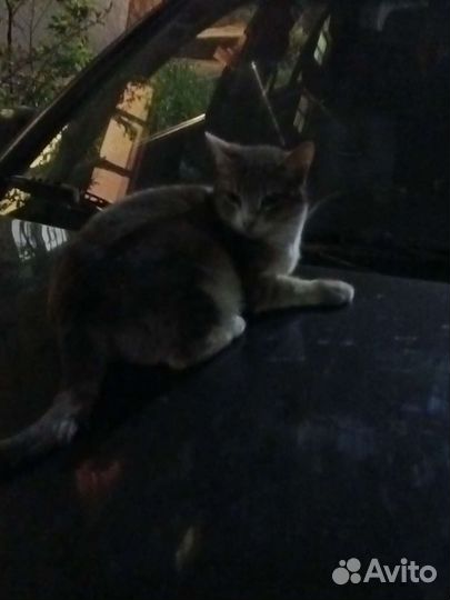 Кошка