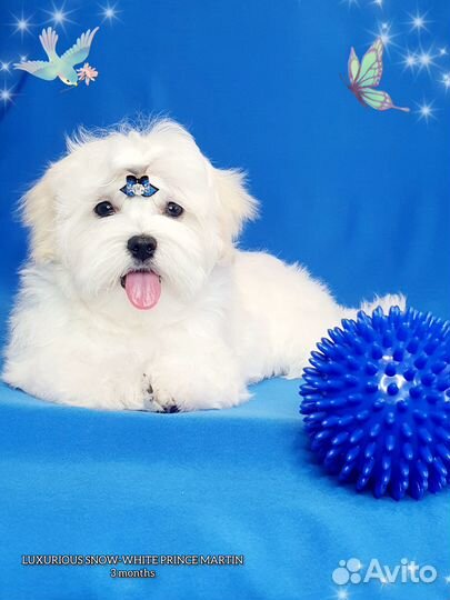 Мальтийская болонка мальчик