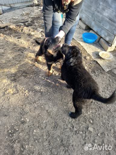 Щенки в добрые руки