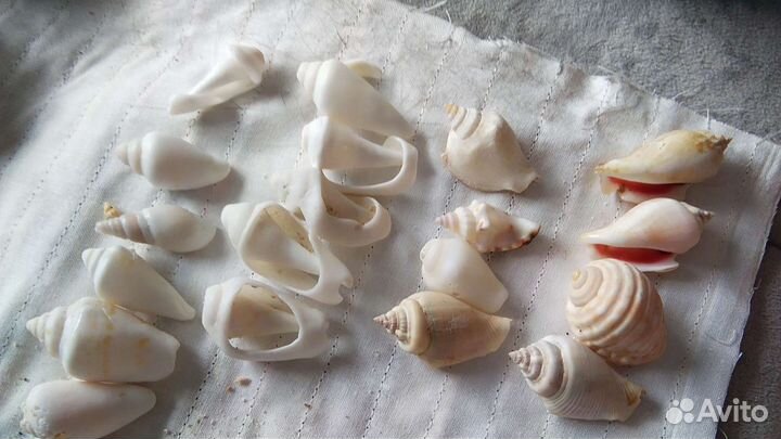 Морские ракушки и кораллы