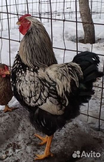 Яйца домашних кур для инкубации