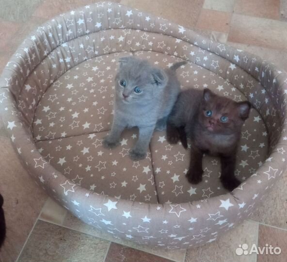Шотландские котята