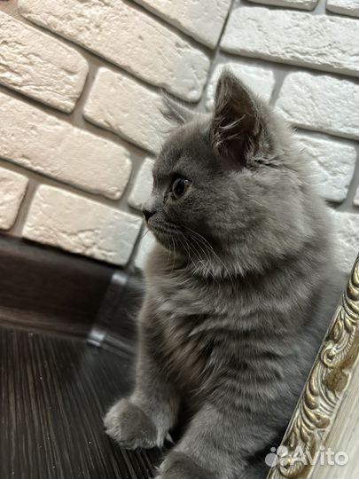 Британские котята