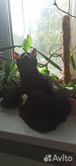 Передежка