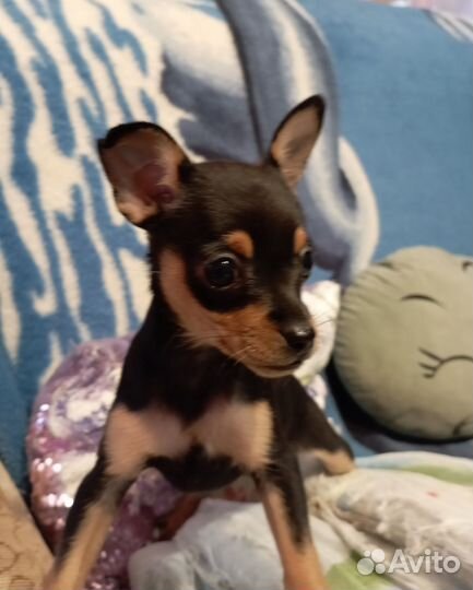 Щенки тойтерьера