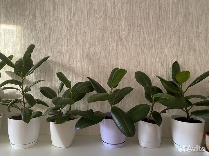 Фикус каучуконосный