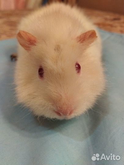 Морская свинка бесплатно