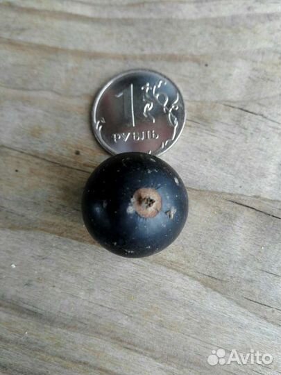 Смородина сортовая