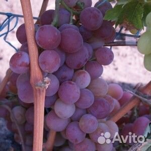 Саженцы винограда Шуня