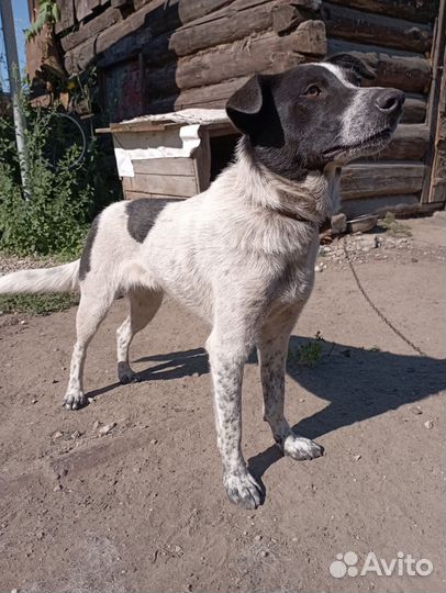 В добрые руки