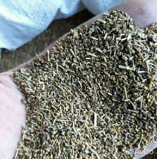 Семена люцерны сорта,Славянская местная