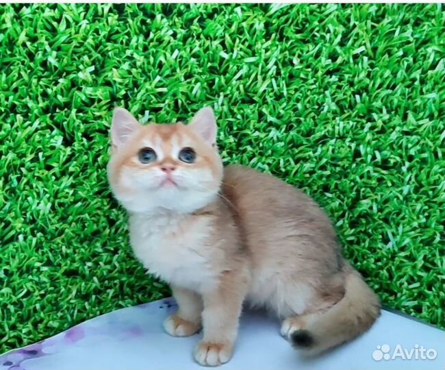 Британка ny12