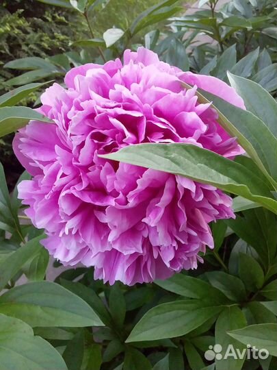 Саженец пиона