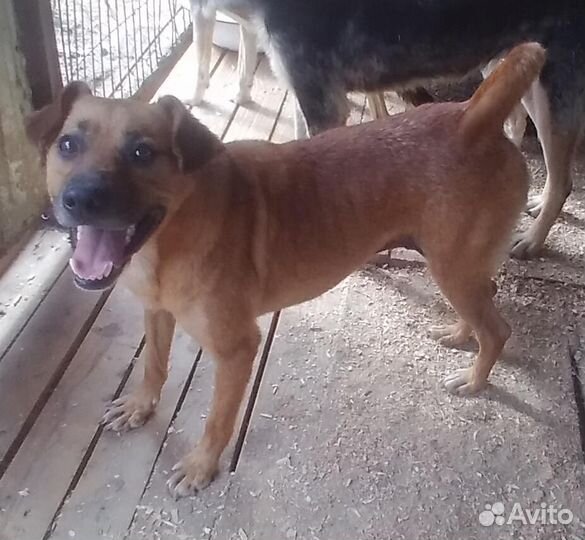 Породистые собаки в отлове